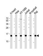 HIST3H2A Antibody in Western Blot (WB)