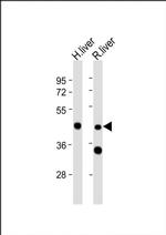 CR16 Antibody in Western Blot (WB)