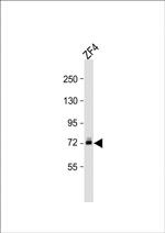 DLC Polyclonal Antibody
