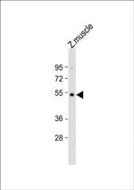OPN4L Antibody in Western Blot (WB)