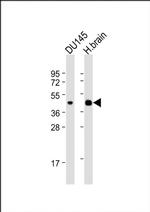 HTR1E Antibody in Western Blot (WB)