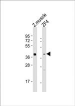 WNT8A Polyclonal Antibody