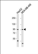 OPHN1 Antibody in Western Blot (WB)