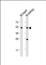 PIGU Antibody in Western Blot (WB)