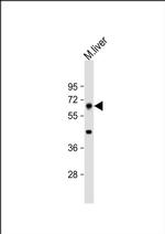 PRODH Antibody in Western Blot (WB)