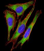 RPS10 Antibody in Immunocytochemistry (ICC/IF)