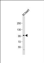 MIB2 Antibody in Western Blot (WB)