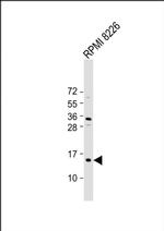 ZNRD1 Antibody in Western Blot (WB)