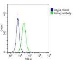 GALC Antibody in Flow Cytometry (Flow)