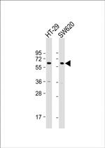 CHRM3 Polyclonal Antibody