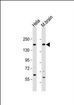NISCH Antibody in Western Blot (WB)