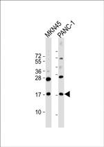 FAM159B Polyclonal Antibody