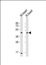 LIAS Antibody in Western Blot (WB)