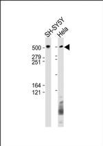 BRUCE Antibody in Western Blot (WB)