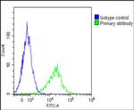 GGT3P Antibody in Flow Cytometry (Flow)