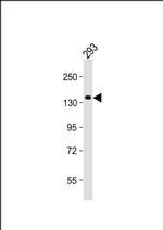 SEC24B Antibody in Western Blot (WB)
