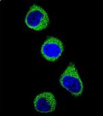 MTHFD1 Antibody in Immunocytochemistry (ICC/IF)