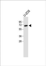 Glypican 4 Polyclonal Antibody