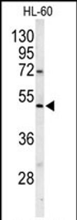 POLG2 Antibody in Western Blot (WB)