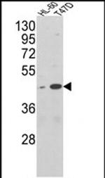 AHA1 Antibody in Western Blot (WB)