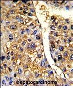 TUFM Antibody in Immunohistochemistry (IHC)