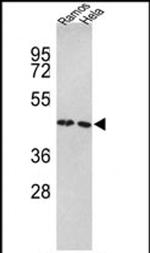 TUFM Antibody in Western Blot (WB)