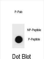 Phospho-Cyclin B3 (Ser284) Polyclonal Antibody