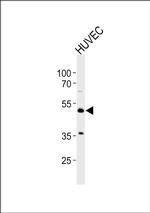 PTGIR Antibody in Western Blot (WB)