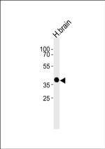 Opsin 5 Antibody in Western Blot (WB)