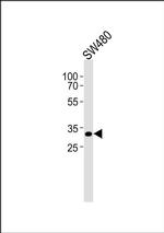 CEP76 Antibody in Western Blot (WB)