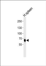 MX1 Antibody in Western Blot (WB)