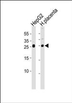 FLRG Antibody in Western Blot (WB)