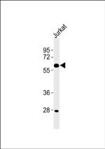 CYP4X1 Antibody in Western Blot (WB)