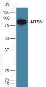 MTSS1 Antibody in Western Blot (WB)
