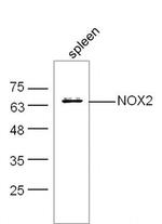NOX2 Antibody in Western Blot (WB)