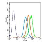 Elastin Antibody in Flow Cytometry (Flow)