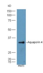 Aquaporin 4 Antibody in Western Blot (WB)