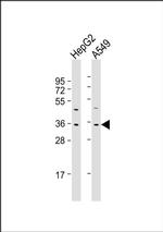 FOXE3 Antibody in Western Blot (WB)