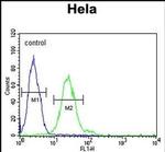 TRMT11 Antibody in Flow Cytometry (Flow)