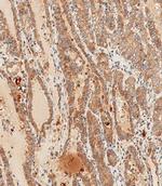 WNT5A Polyclonal Antibody