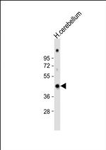 GAS7 Antibody in Western Blot (WB)