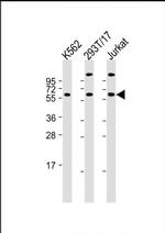 HSPA14 Antibody in Western Blot (WB)