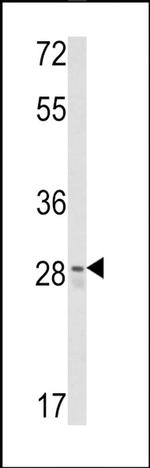 CUEDC2 Antibody in Western Blot (WB)