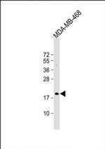 MAFF Antibody in Western Blot (WB)