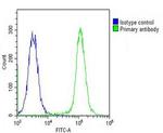 RASIP1 Antibody in Flow Cytometry (Flow)