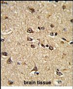 RASIP1 Antibody in Immunohistochemistry (IHC)