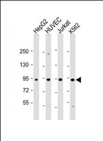 RASIP1 Antibody in Western Blot (WB)