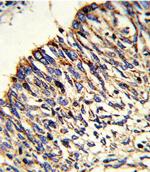 HADHA Antibody in Immunohistochemistry (IHC)