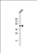 LUC7L Antibody in Western Blot (WB)
