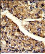 FMO3 Antibody in Immunohistochemistry (IHC)